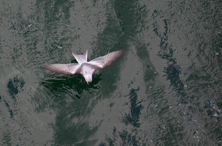 Fork-tailed Storm-Petrel-1 photo