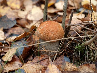 Autumn forest fungus