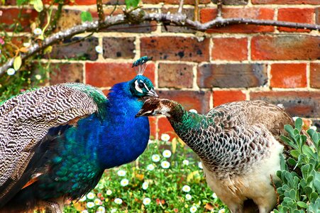 Blue green feather photo