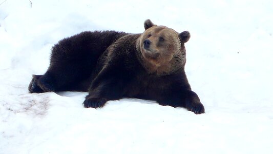 Snow winter brown bear photo