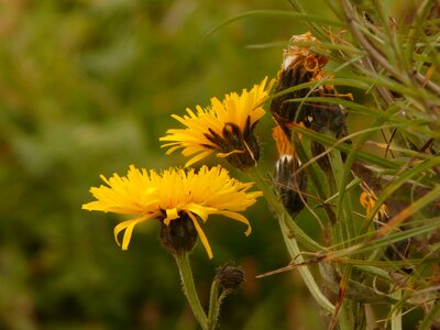 Crepis alpine flower blossom