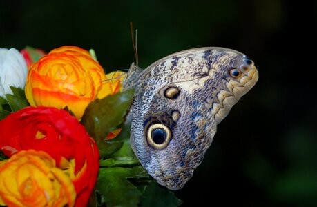 Morpho peleides blue butterfly photo