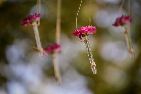 Hanging flowers rope photo