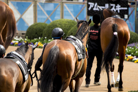 1 Horse race