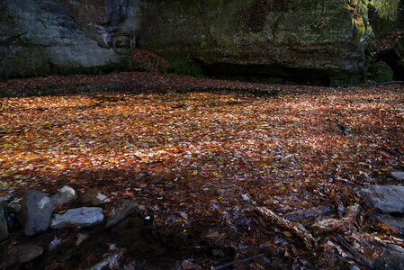 Blanket of leaves on the water at Pewit's Nest, Wisconsin