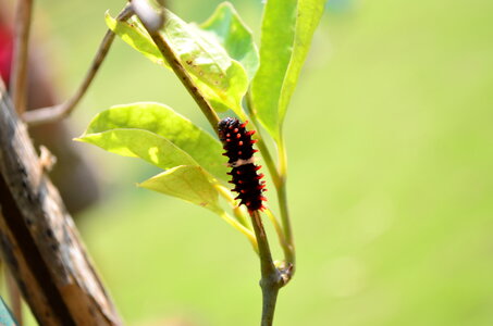 Common Rose Caterpillar Insect