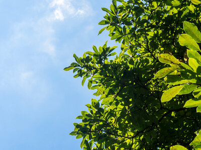 Green Leaves and Blue Sky photo