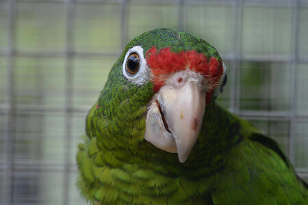 Puerto Rican Parrot photo