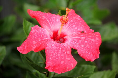 Pink Hibiscus Flower