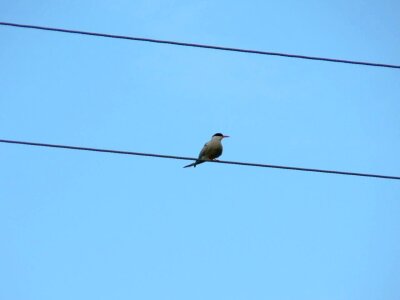 Bird line phone