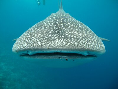 Whale shark maldives sea photo