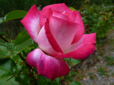 Beautiful Flowers biology bloom
