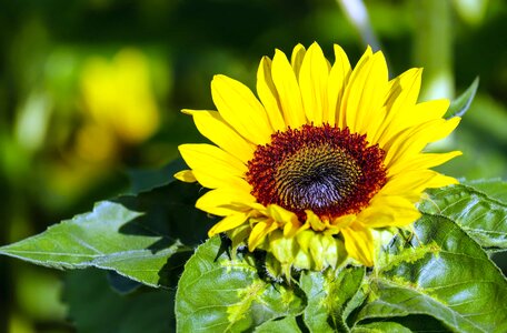 Agriculture beautiful flowers beautiful photo