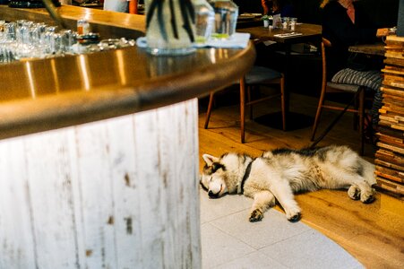 Husky Dog Asleep photo