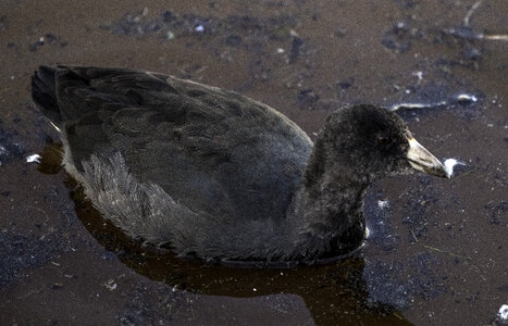 American Coot with fish in mouth at Crex Meadows photo