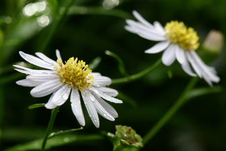White blossom bloom