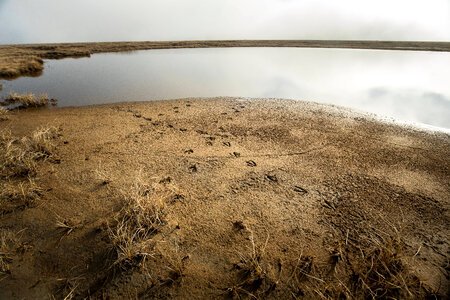 Cackling Goose prints in the mud photo