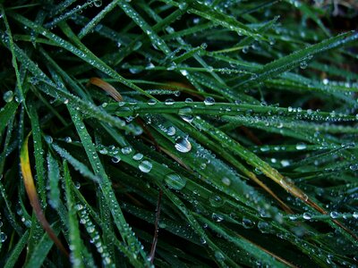 Drops macro lawn
