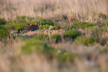 Lesser Prairie-Chicken-1 photo