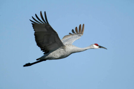 Sandhill crane photo