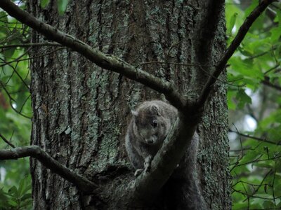Animal chipmunk forest