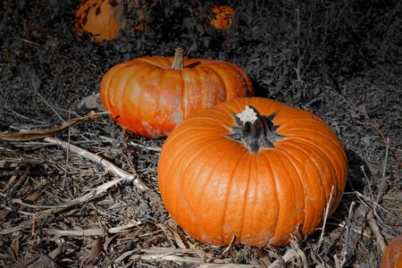 Fall autumn food