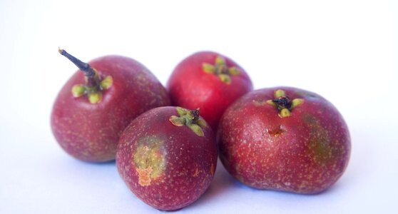 Agriculture delicious dessert