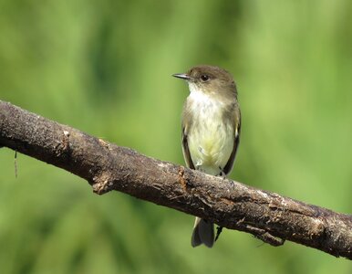Eastern Phoebe perched on a branch photo