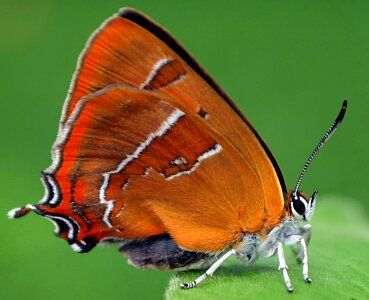 Close up nature animal