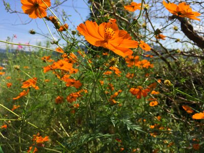 Cosmos orange blossom autumn flowers photo