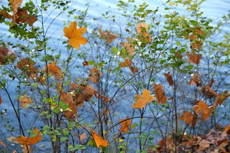 Bush leaves water photo