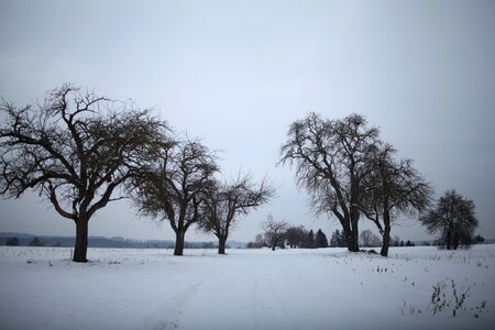 Winter apple tree apple photo