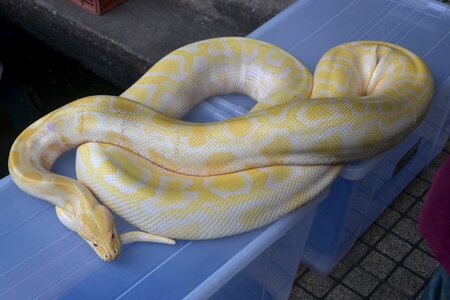 Reptile boa animal