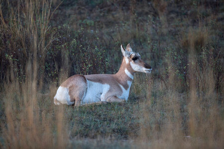 Pronghorn Antelope doe at rest