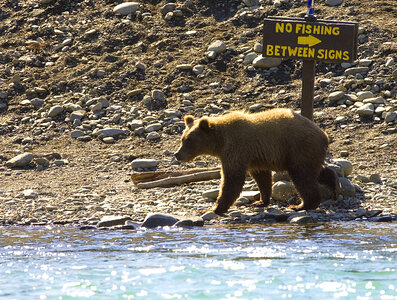 Bear at no fishing sign photo