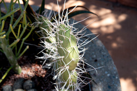 Close Ups of the Prickly Pear