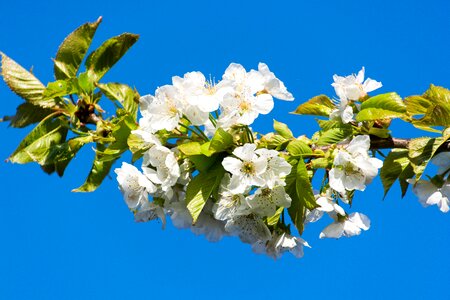 Blossom bloom cherry tree