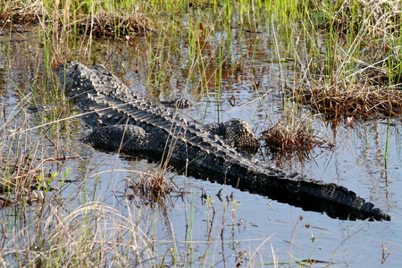 American alligator-1