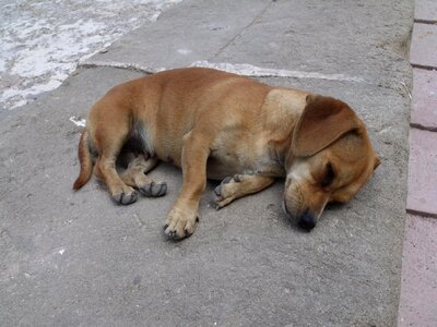 Dog puppy sleeping