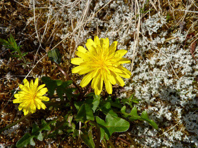 Alaska dandelion photo