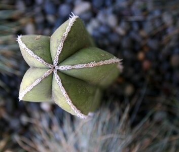 Cacti close-up nature photo