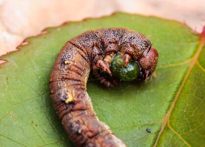 Animal arthropod biology