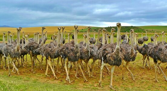 Ostrich animal africa