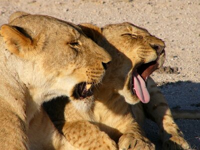 Safari yawning animal photo