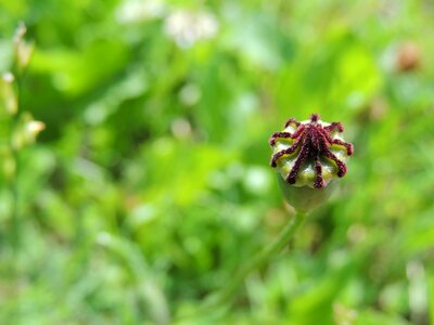 Klatschmohn green plant