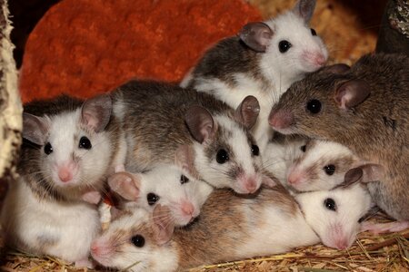 Rodents pets africa