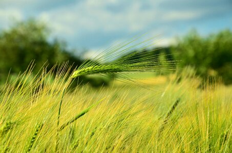 Barley field grain food