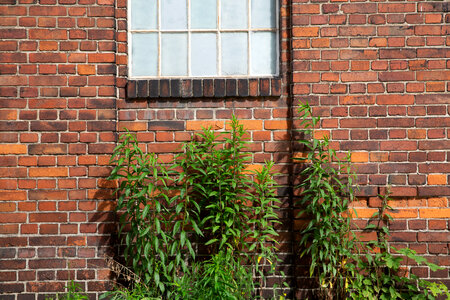 Brick Wall with Plants photo