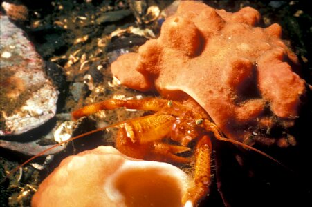 Crab Dardanus calidus hermit