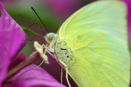Insect macro butterfly photo
